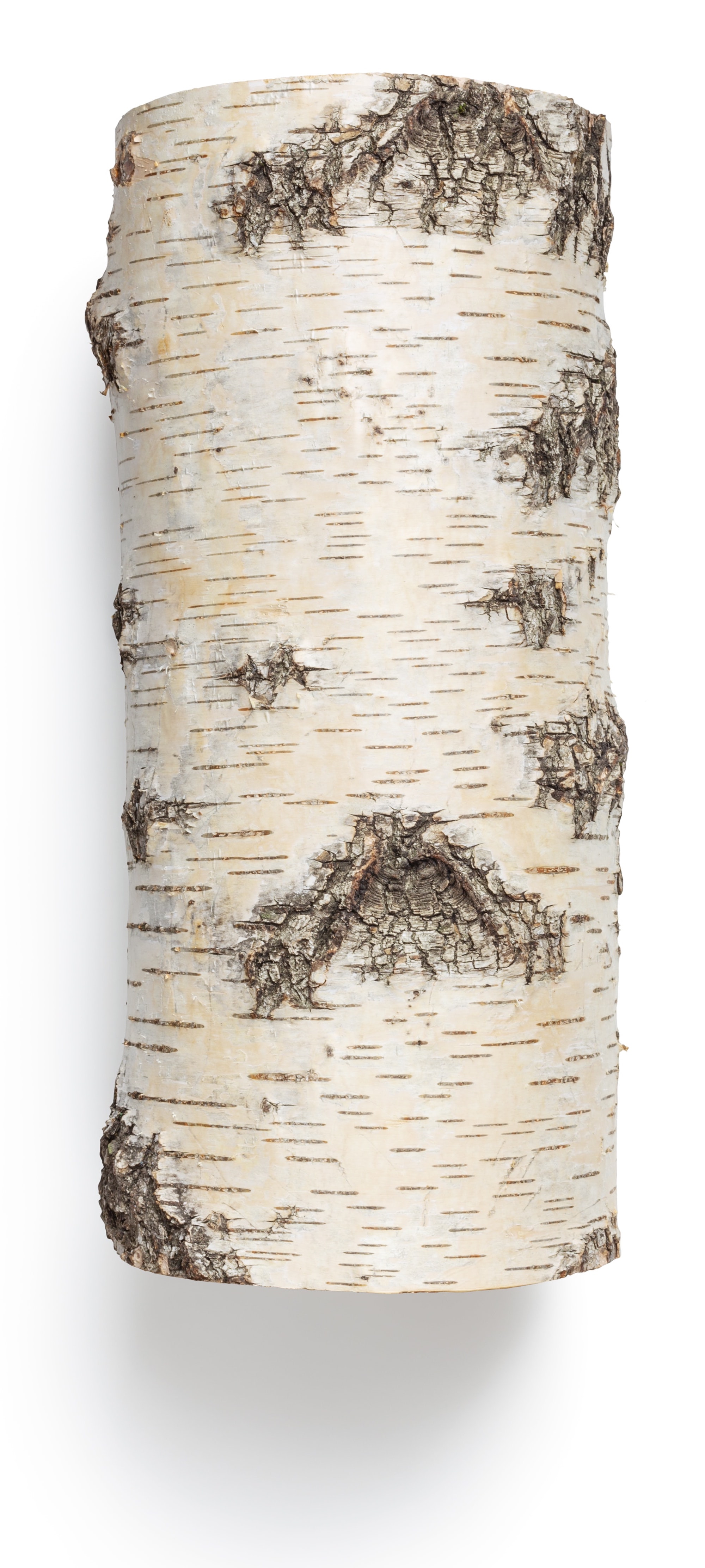 tree stump