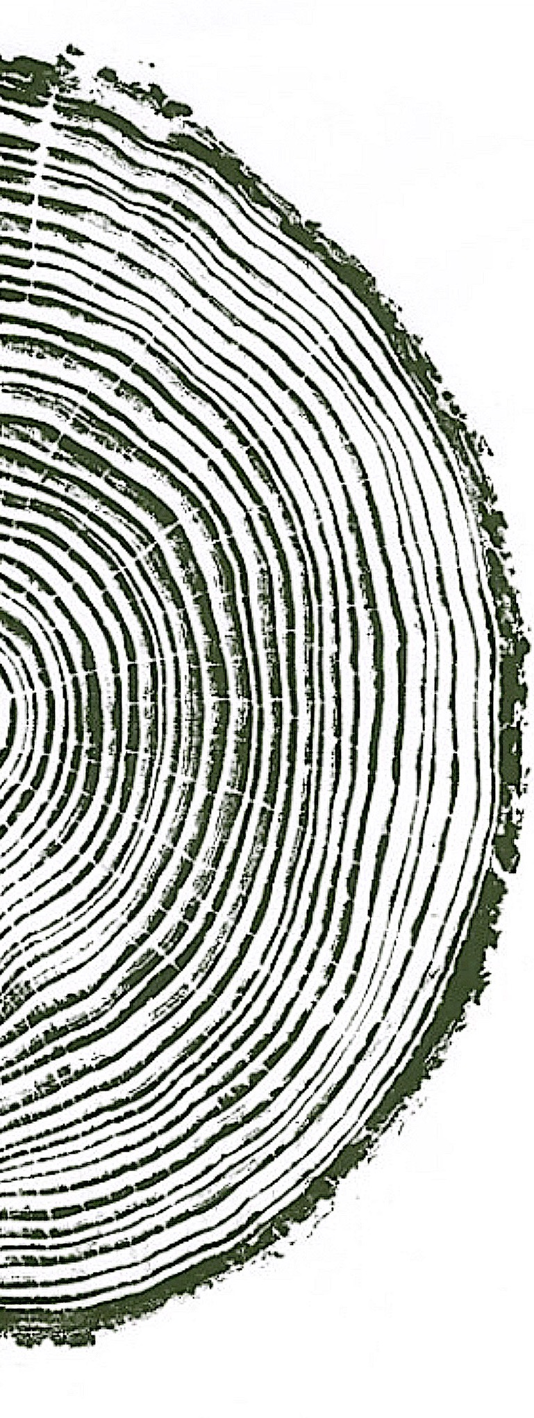 tree ring image