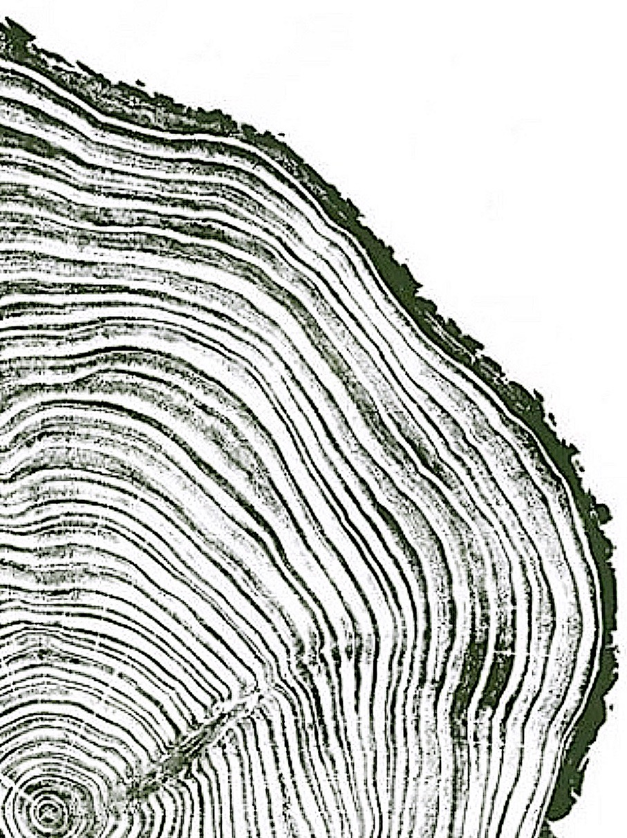 tree ring image