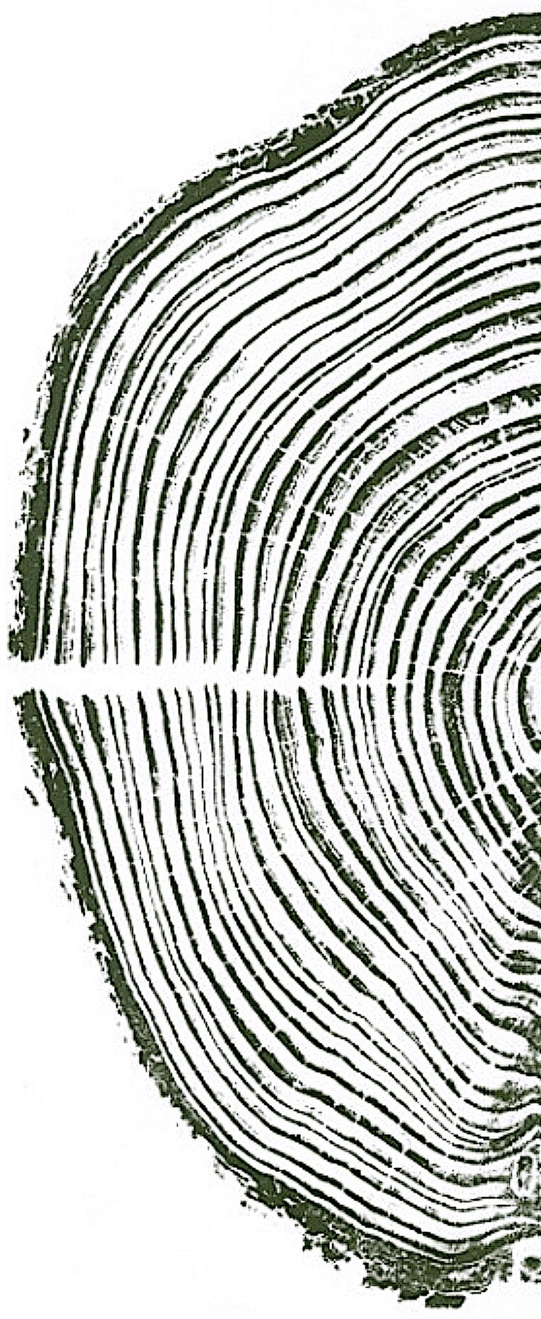 tree ring image